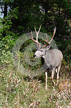 Trophy mule deer buck, 10 point, in natural outdoor setting. Wildlife scene of majestic mature buck with large rack. Hunting for b