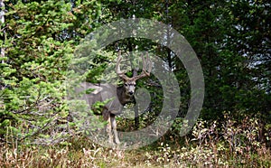 Trophy mule deer buck, 8 point in velvet. Wild majestic deer in natural outdoor setting. Large 8 point deer with antlers in velvet
