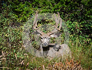 Trophy mule deer buck, 8 point in velvet. Wild majestic deer in natural outdoor setting. Large 8 point deer with antlers in velvet