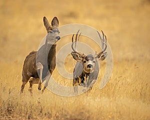 Trophy Mule Deer Buck runs after estrus doe during peak breeding season