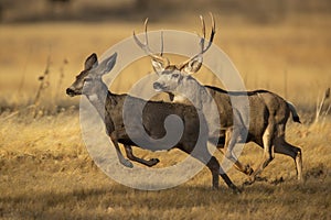 Trophy Mule Deer Buck runs with female muley during peak breeding season