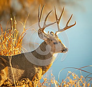 Trophy Mule Deer Buck stands near water hole