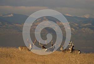 Trophy Mule Deer Bucks