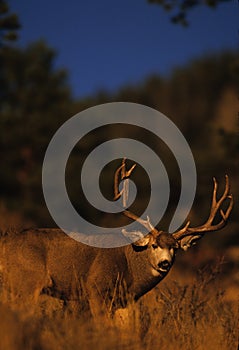 Trophy Mule Deer Bucks