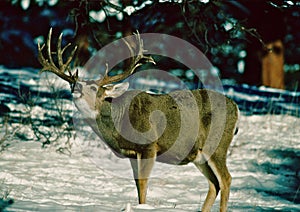 Trophy Nontypical Mule Deer Buck photo