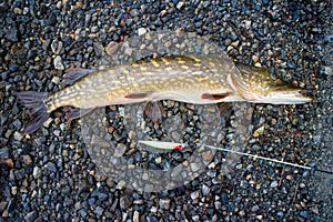 Trophy pike caught rarely