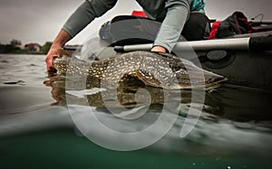 Trophy Pike, crop image. Fishing background.