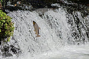 Trophy sized brown trout jumping