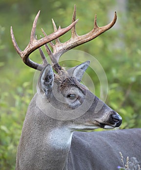 A Trophy White-tailed deer buck portrait walking through the meadow during the autumn rut in Canada