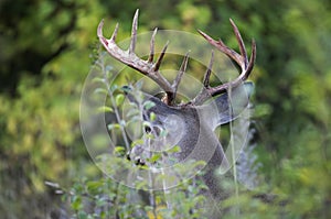 A Trophy White-tailed deer buck portrait walking through the meadow during the autumn rut in Canada