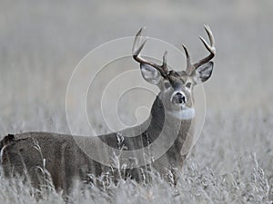 Trophy Whitetail Buck