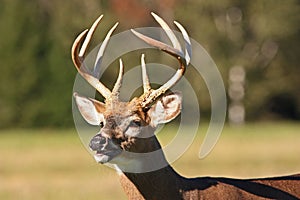 Trophy Whitetail Deer Buck