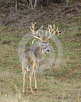 Trophy Whitetail Deer Buck with amazing antlers