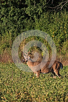 Trophy Whitetail Deer Buck in Bean Field