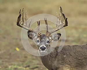 Trophy Whitetail Deer Buck displays impressive antlers