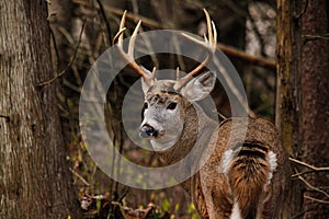 Trophy Whitetail Deer Buck During Fall Rut