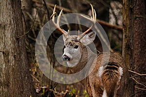 Trophy Whitetail Deer Buck During Fall Rut photo
