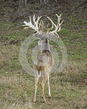 Trophy Whitetail Deer Buck with huge non-typical antlers