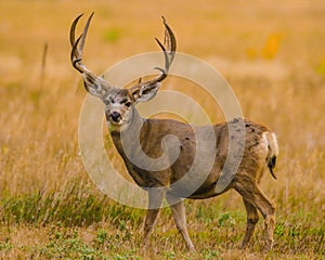 Trophy Whitetail Deer buck in Rocky Mountain meadow