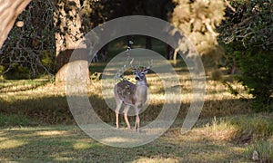 Trophy Whitetailed Deer Buck with Antlers, Driftwood Texas