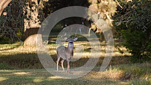 Trophy Whitetailed Deer Buck with branch in Antlers, Driftwood Texas