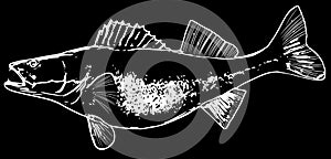 Trophy zander pikeperch fish fishing illustration on black background photo