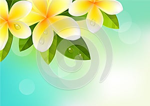 Tropic background with frangipani