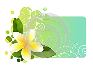 Tropic banner with frangipani