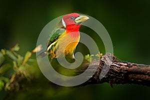 Tropic barbet in forest. Red-headed Barbet, Vera Blanca, Costa Rica, exotic grey and red mountain bird,  Wildlife scene from