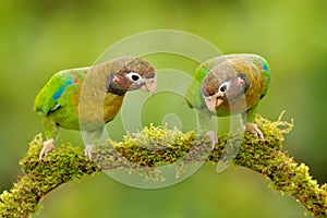 Tropic bird Brown-hooded Parrot, Pionopsitta haematotis, Mexico, green parrot with brown head. Detail close-up portrait of bird