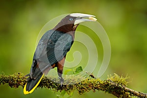 Tropic bird with fruits in the bill. Chesnut-headed Oropendola, Psarocolius wagleri, portrait of exotic bird from Costa Rica,