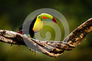 Tropic bird from Guatemala. Keel-billed Toucan, Ramphastos sulfuratus, bird with big bill sitting on branch in the forest. Nature