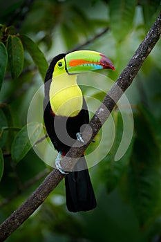 Tropic bird Keel-billed Toucan, Ramphastos sulfuratus, bird with big bill sitting on branch in the forest, Costa Rica. Nature