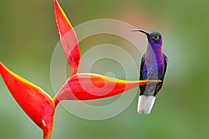 Tropic bird with red flower. Hummingbird, action wildlife scene from nature. Hummingbird from Costa Rica in tropic forest. Big blu