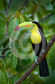 Tropic bird. Toucan sitting on the branch in the forest, green vegetation. Nature travel holiday in central America. Keel-billed T