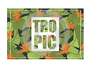 Tropic, bright tropical design with exotic flowers and leaves, trendy summer banner, poster colorful vector Illustration