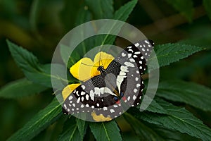 Tropic butterfly in the jungle fores. Close-up. Citrus swallowtail or Christmas butterfly, Papilio demodocusInsect on flower bloom
