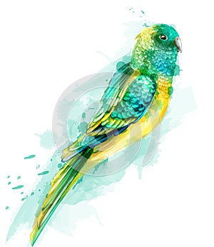 Tropic colorful parrot bird Vector watercolor. Cute bird illustration. blue colors splashs