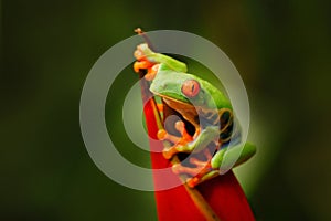 Tropic Costa Rica, red-eyed tree frog. Macro photography, jungle widllife. Amphibian in the nature habitat.