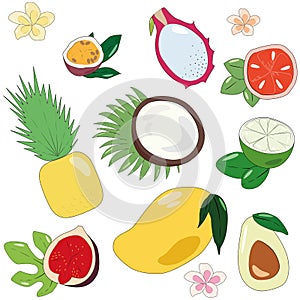 Tropic and exotic fruits vector illustration set. healthy and vegan icons for web design on white background, isolated.