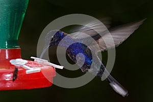 Tropic feeder with blue hummingbird. Bird sucking water with sugar, Monteverde in Costa Rica. Violet Sabrewing, Campylopterus photo