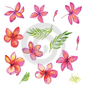 Tropic flower set. Watercolor collection hawaiian pink red plumeria. Frangipani blossom, palm leaves