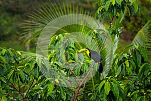 Tropic forest with exotic bird. Toucan in green trees. Keel-billed Toucan, Ramphastos sulfuratus. Wildlife from Costa Rica photo