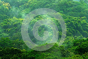 Tropic forest during rainy day. Green jungle landscape with rain and fog. Forest hill with big beautiful tree in Santa Marta, Colo photo