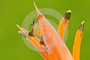 Tropic frog Stauffers Treefrog, Scinax staufferi, sitting hidden in the orange bloom flower. Frog in the nature tropic forest habi photo