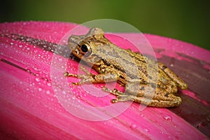 Tropic frog Stauffers Treefrog, Scinax staufferi, sitting on the pink leaves. Frog in the nature tropic forest habitat. Costa Rica