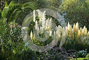 Tropic garden photo