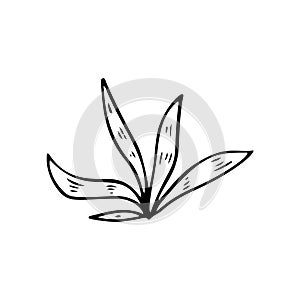 Tropic grass  leaf stylized vector illustration. Doodle illustration. Leaves of palm tree rainforest isolated on white background