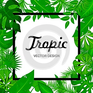 Tropic green leaves background with black frame for your text. Summer card. Exotic Jungle plants, palm leaves. Vector