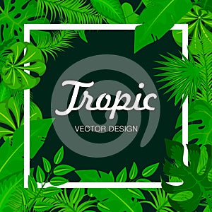 Tropic green leaves background with white frame for your text. Summer card. Exotic Jungle plants, palm leaves. Vector